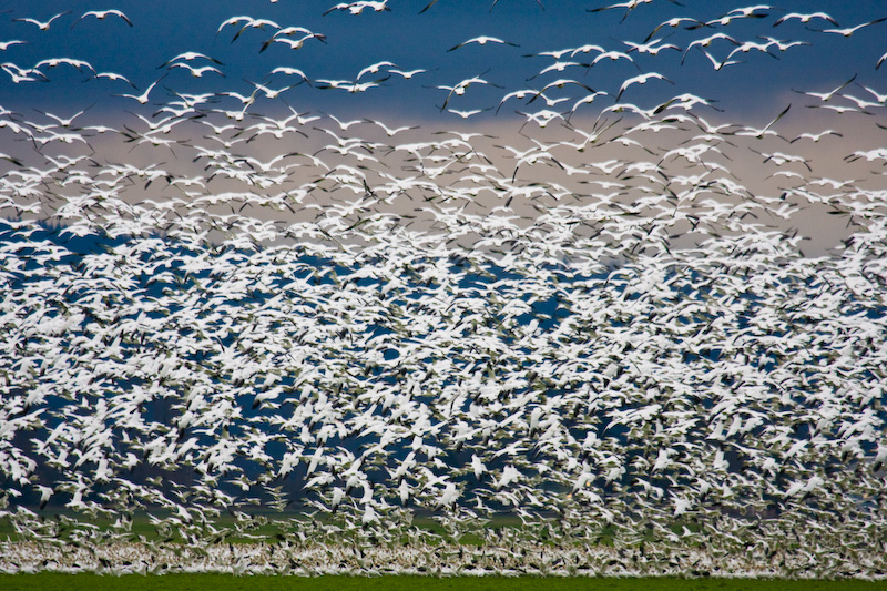 Snow Geese In Flight